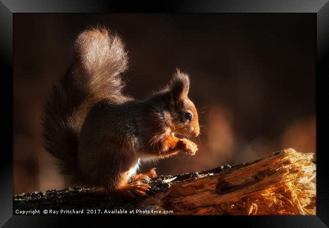 Red Squirrel Framed Print by Ray Pritchard