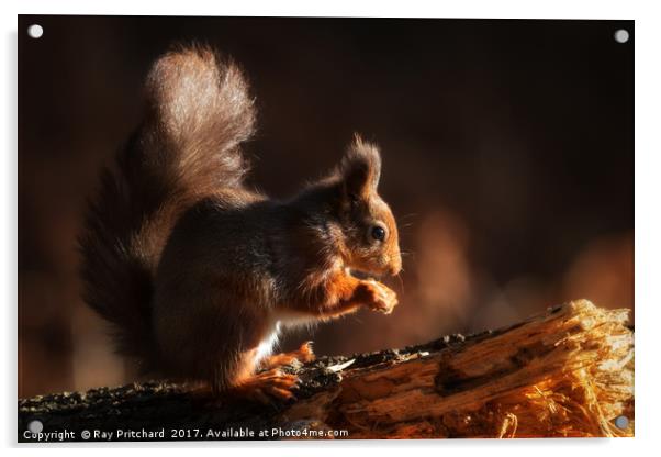 Red Squirrel Acrylic by Ray Pritchard