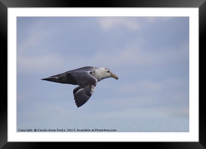 Southern Giant Petrel Framed Mounted Print by Carole-Anne Fooks