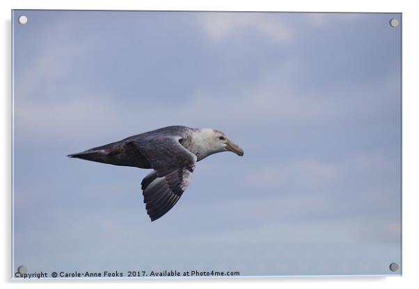 Southern Giant Petrel Acrylic by Carole-Anne Fooks