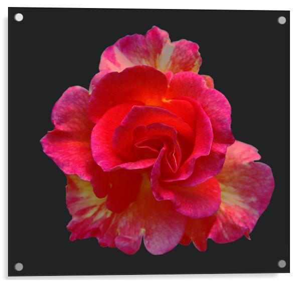 Bright Bi-Colored Rose Acrylic by james balzano, jr.
