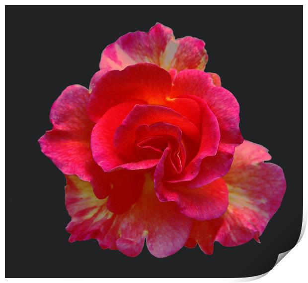 Bright Bi-Colored Rose Print by james balzano, jr.
