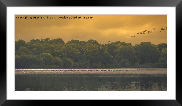 Flight. Framed Mounted Print by Angela Aird