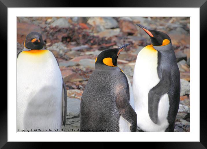 King Penguins Framed Mounted Print by Carole-Anne Fooks