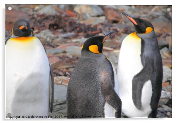 King Penguins Acrylic by Carole-Anne Fooks
