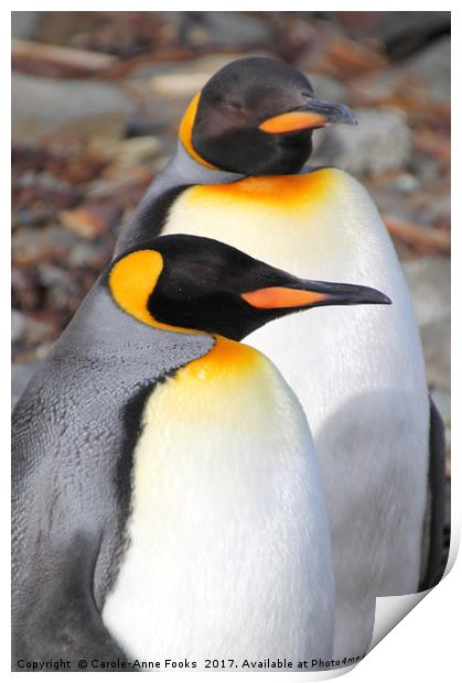 King Penguins Print by Carole-Anne Fooks
