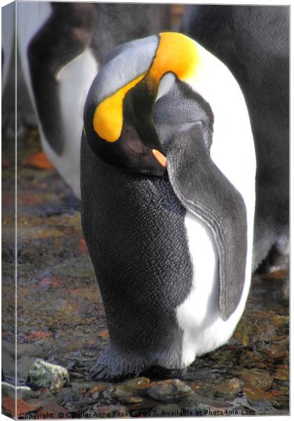 Sleeping King Penguins Canvas Print by Carole-Anne Fooks