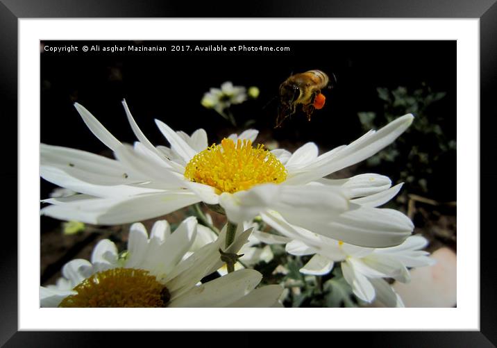 Landing on a nice flower, Framed Mounted Print by Ali asghar Mazinanian