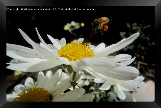 Landing on a nice flower, Framed Print by Ali asghar Mazinanian