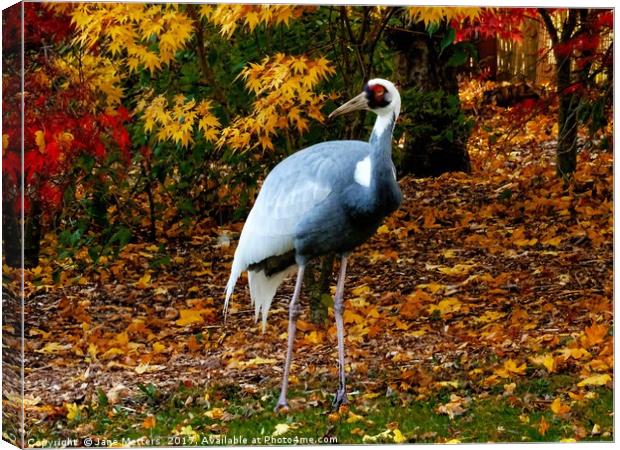 A Crane                           Canvas Print by Jane Metters