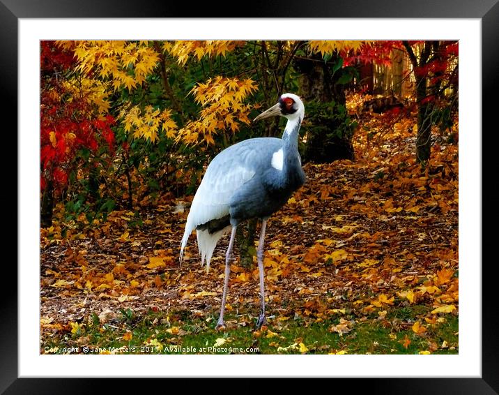 A Crane                           Framed Mounted Print by Jane Metters