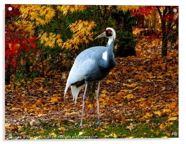 A Crane                           Acrylic by Jane Metters