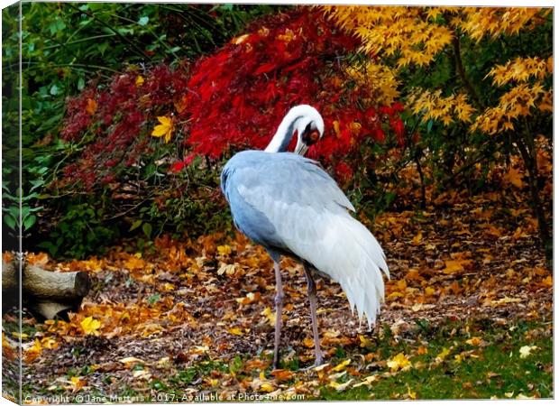   Autumn Leaves and a Crane                        Canvas Print by Jane Metters