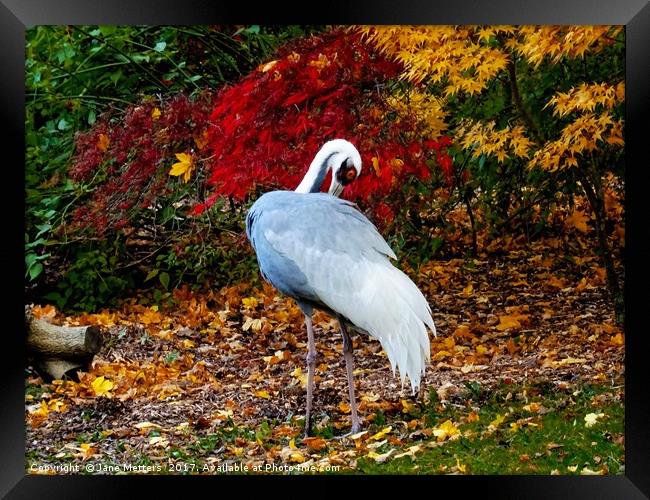  Autumn Leaves and a Crane                        Framed Print by Jane Metters