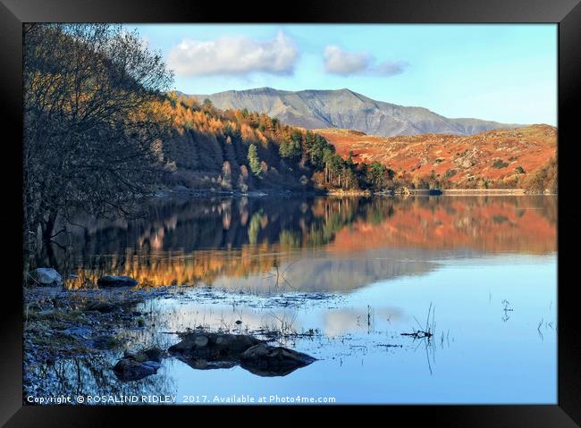 "Autumn reflections at the lake" Framed Print by ROS RIDLEY