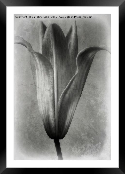 Vintage Lily Framed Mounted Print by Christine Lake