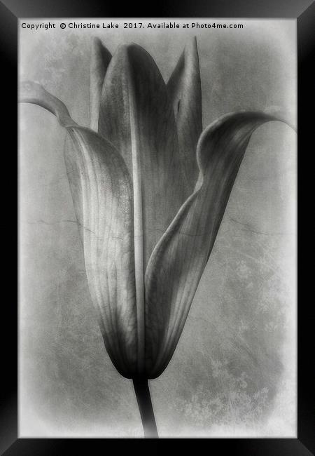 Vintage Lily Framed Print by Christine Lake