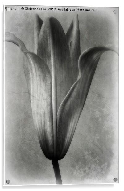 Vintage Lily Acrylic by Christine Lake