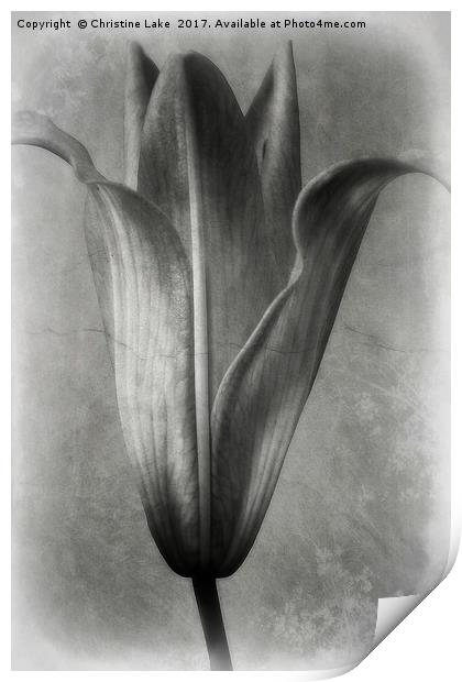 Vintage Lily Print by Christine Lake