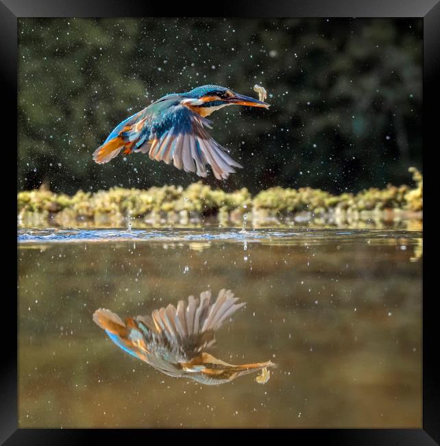 Kingfisher Framed Print by Angela H