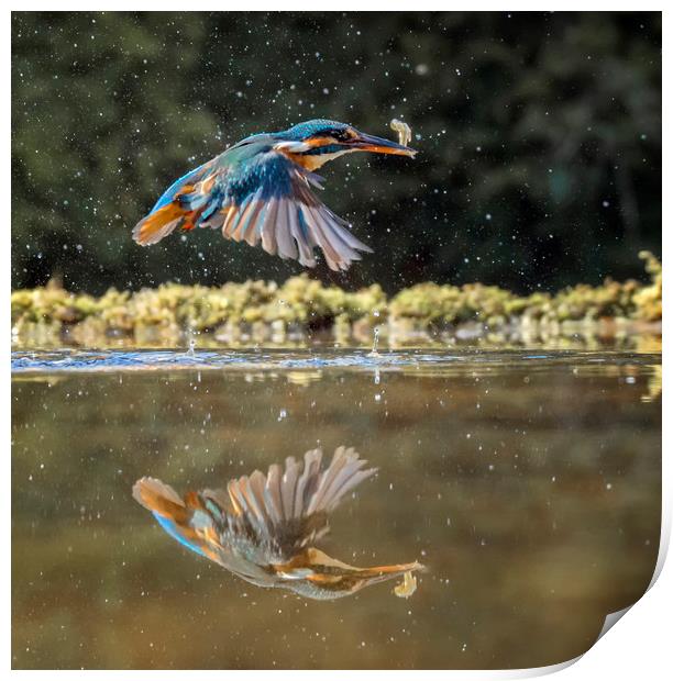 Kingfisher Print by Angela H