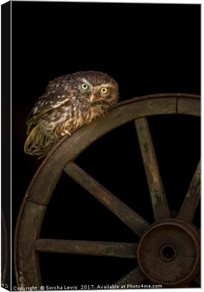 Little Owl Athene noctua Wales Canvas Print by Sorcha Lewis