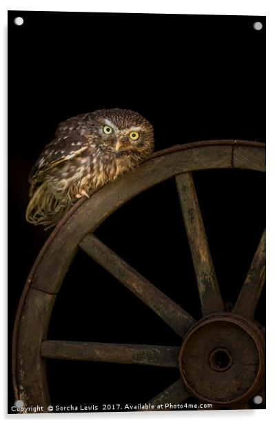 Little Owl Athene noctua Wales Acrylic by Sorcha Lewis