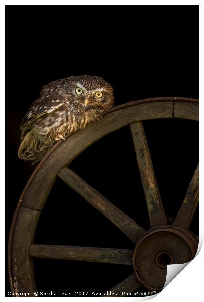 Little Owl Athene noctua Wales Print by Sorcha Lewis