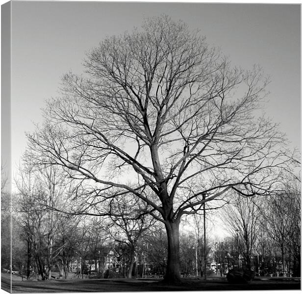 Maple Tree, Withrow Park, Toronto, Canada (Winter) Canvas Print by Ian Small