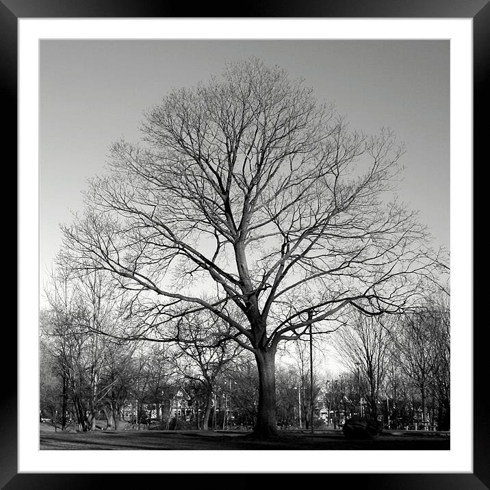 Maple Tree, Withrow Park, Toronto, Canada (Winter) Framed Mounted Print by Ian Small