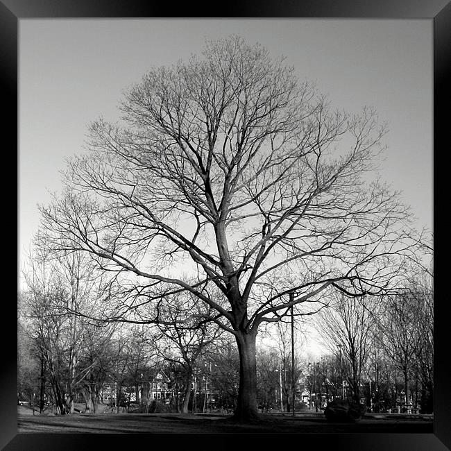 Maple Tree, Withrow Park, Toronto, Canada (Winter) Framed Print by Ian Small