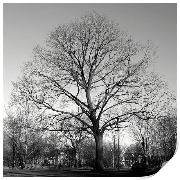 Maple Tree, Withrow Park, Toronto, Canada (Winter) Print by Ian Small