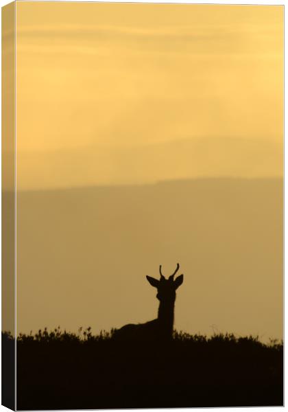 Deer Silhouette  Canvas Print by Macrae Images