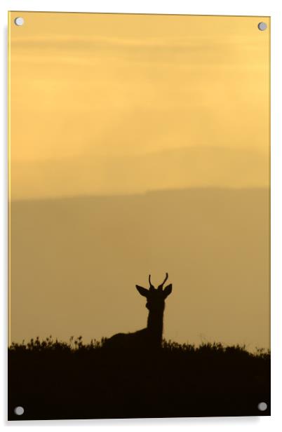 Deer Silhouette  Acrylic by Macrae Images