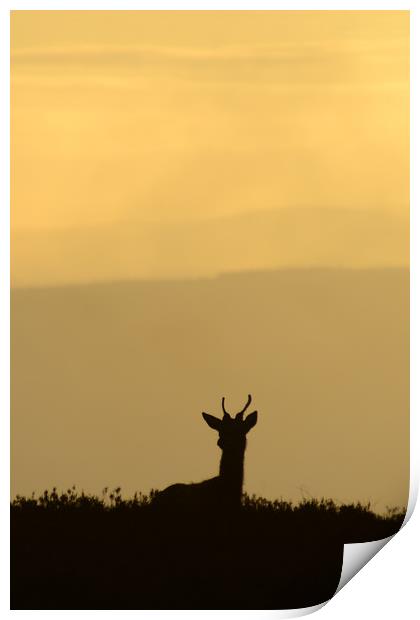 Deer Silhouette  Print by Macrae Images