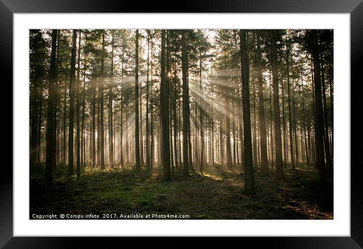 sunbeam in forest in holland Framed Mounted Print by Chris Willemsen