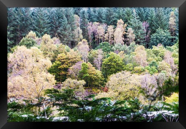 Varied colours of autumn in the trees, Brundholme  Framed Print by Alf Damp