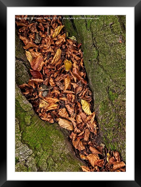 Autumn Leaves Framed Mounted Print by Martyn Arnold