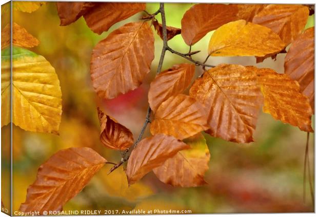 "Copper Beech" Canvas Print by ROS RIDLEY