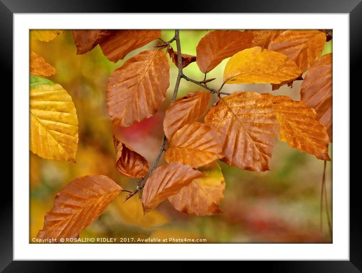 "Copper Beech" Framed Mounted Print by ROS RIDLEY