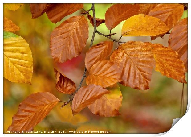 "Copper Beech" Print by ROS RIDLEY