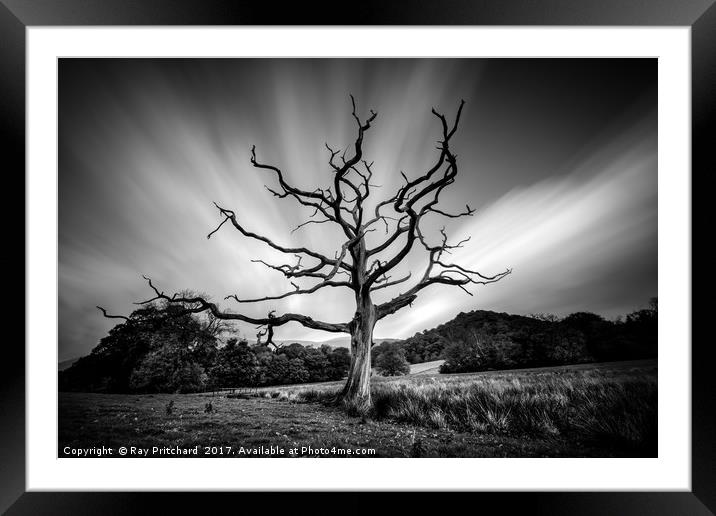 Dead Tree round Derwentwater  Framed Mounted Print by Ray Pritchard