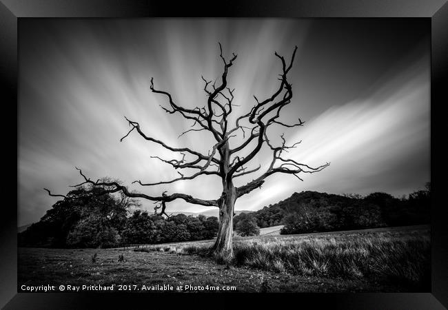 Dead Tree round Derwentwater  Framed Print by Ray Pritchard