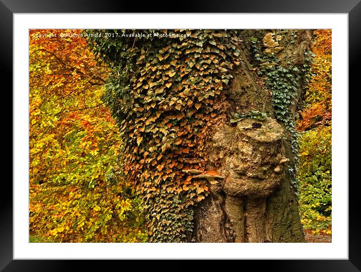 Autumn Colours Framed Mounted Print by Martyn Arnold