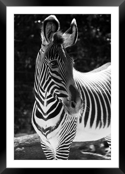 Zebra Portrait  Framed Mounted Print by Aidan Moran
