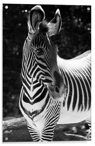 Zebra Portrait  Acrylic by Aidan Moran