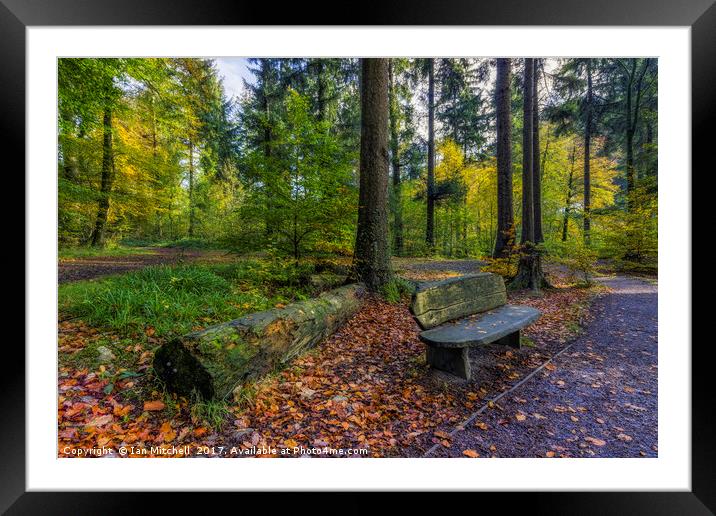 Autumn Forest Walks Framed Mounted Print by Ian Mitchell