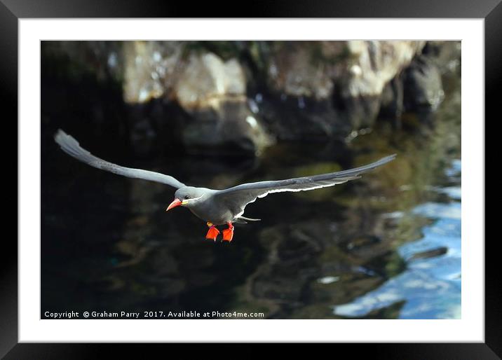 Inca Tern Framed Mounted Print by Graham Parry
