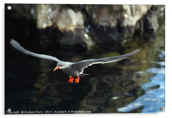Inca Tern Acrylic by Graham Parry