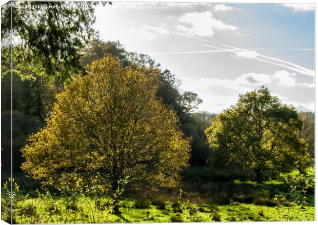 Respryn woodland clearing in the low sunlight Canvas Print by Bob Walker